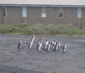 A group of King Penguins on their way through Market Square — Hass house in background
