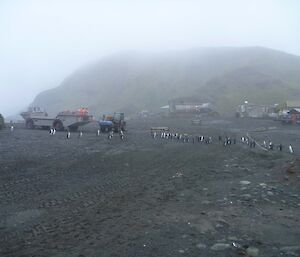 King Penguins on the Isthmus road crossing in front of a LARC