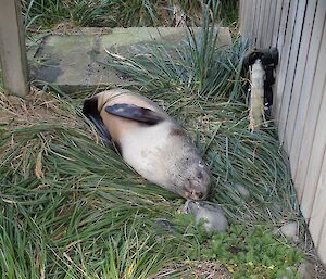 Fur seal napping under the stairs