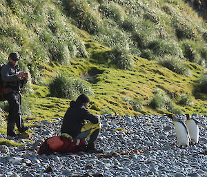 A man sitting on his field pack as two king penguins approach inquisitively