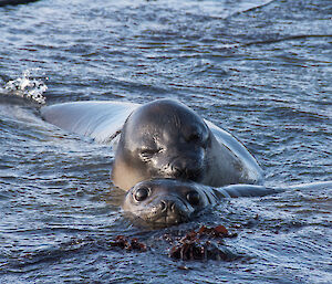 Two elephant seals playing in the water, showing off their big brown eyes