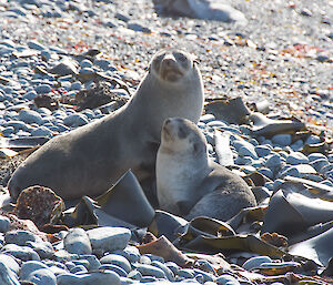 A mother fur seal and her young one on the beach