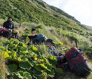 Three people resting on ground that demonstrates the post eradication regrowth of Macquarie Island cabbage and tussock.