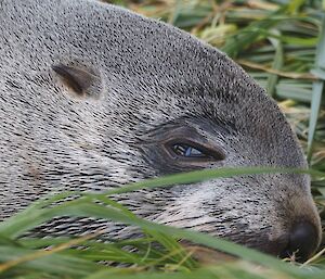 Close up of sleepy fur seal face