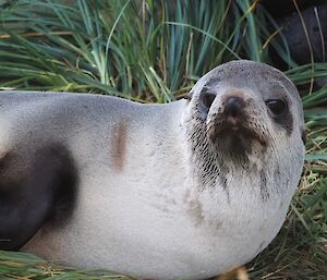 Fur seal looking up at photographer