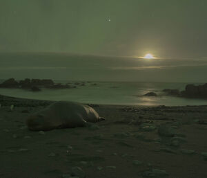 Aurora in the sky and elephant seal in the foreground as the moon sets over West Beach