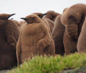 A group of fluffy, mud-brown penguin chicks