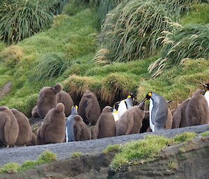 Brown, fluffy king chicks on the hill — one being fed by its much more colourful parent.