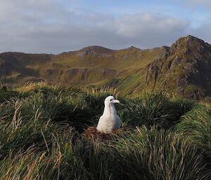 A fluffly and tall wandering albatross chick sits on its nest and is surrounded by grass with mountainous views in background