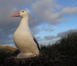 The wandering albatross with its chick on Petrel Peak