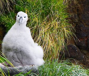 A tall and confident looking fluffy grey-headed albatross chick poses for the camera