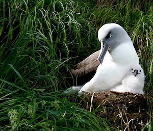 A large bird with long bill in a nest snuggled up against a curious chick, who is looking at the camera. The chick is large and fluffy.