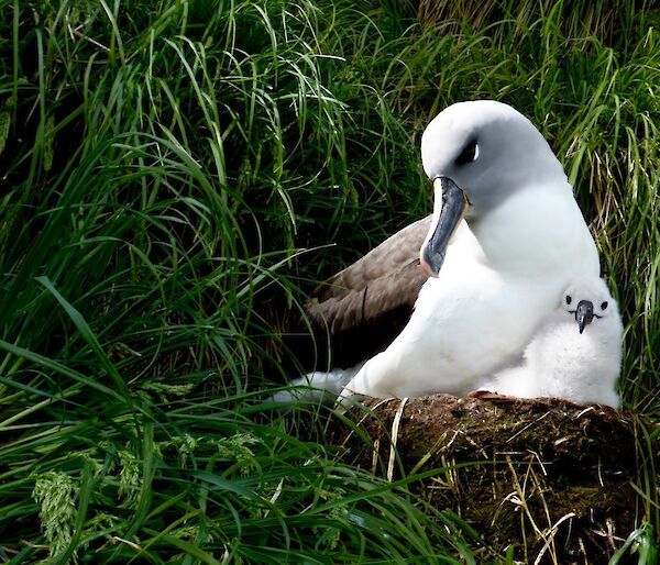 A large bird with long bill in a nest snuggled up against a curious chick, who is looking at the camera. The chick is large and fluffy.