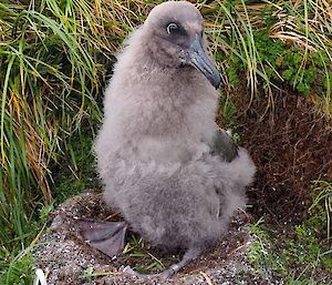 Light-mantled chick in April with small metal identification band on left leg