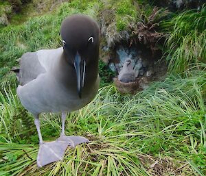 Light-mantled albatross parent with tall fluffy chick in background on nest