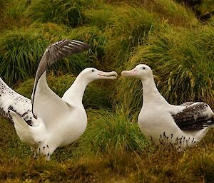 Two wandering albatross courting, facing each other with wings extended, are surrounded by tussock grass