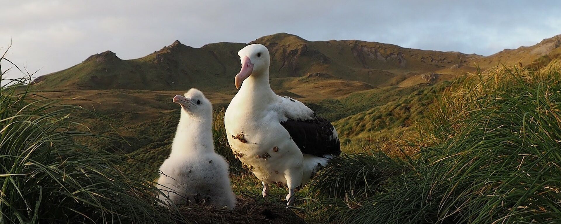 Wandering albatross chick with parent (covered in ‘buzzies') sitting on the ground