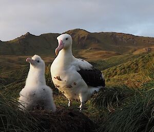 Wandering albatross chick with parent (covered in ‘buzzies') sitting on the ground