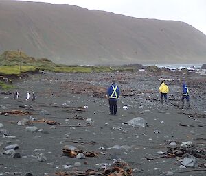 Two people in the line stop moving when there are penguins ahead on a rocky beach