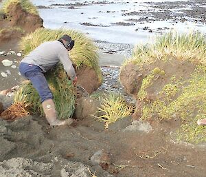 A man moving a big grass tussock