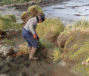 A man is stamping the dirt around where he has planted the grass