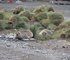 Two elephant seals lying on the newly created grassy garden