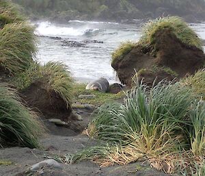 A fur seal int he background of a shot of tussocky grass