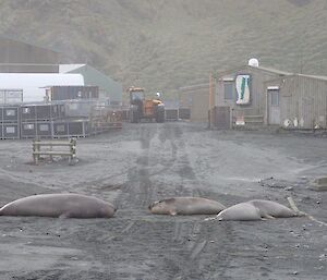 Four young elephant seals lying on the road