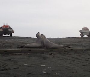 Two young male elephant seals chest barging each other