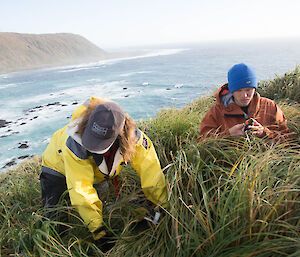 2 people searching the grass in foreground with the sea and handspike point behind them