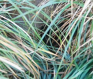 a burrow visible through the long grass