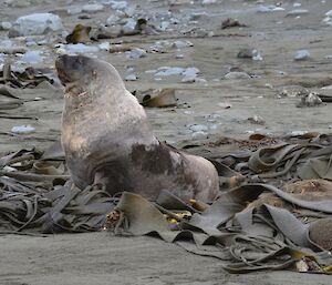 A Hooker’s sea lion on the beach amongst the kelp