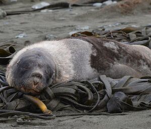 The Hooker’s sea lion asleep on the beach