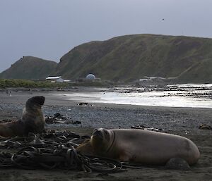 A wide shot with North Head in the background and the Hooker’s sea lion alert on the beach with an elephant seal