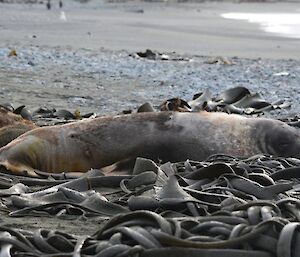 The sea lion asleep in the kelp with the Y-shaped scar clearly visible on its side.
