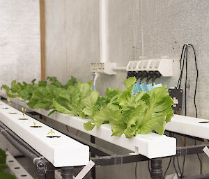 Lettuces lined up in neat row and at different growth stages so we can harvest constantly.
