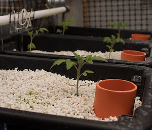 Tomatoes planted out and settling in.