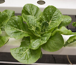 First lettuce leaves ready for harvest