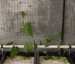 Butter beans and snowpeas