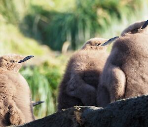 3 King chicks soaking up the sunshine