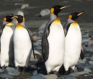 4 king penguin adults enjoying the beach