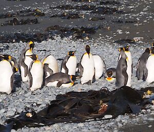 A group of adult King penguins basking on the beach