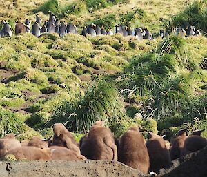 Adult kings up the hill in the background, with a creche of chicks in the foreground