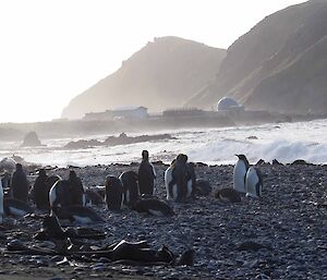 King Penguins on the beach with a sunny station in background