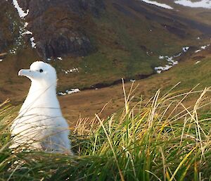 Wandering albatross ‘Anna’ looking alert and healthy at the top of Petrel Peak, Macquarie Island, May 2016.