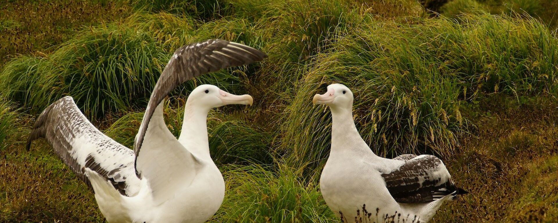 A pair of Wandering Albatross courting on Macquarie Island, January, 2016