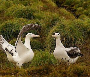 A pair of Wandering Albatross courting on Macquarie Island, January, 2016