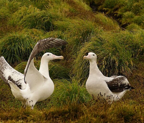 A pair of Wandering Albatross courting on Macquarie Island, January, 2016
