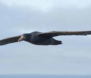 A Giant petrel in full flight