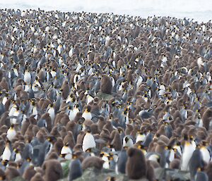 The frame is full of King penguins